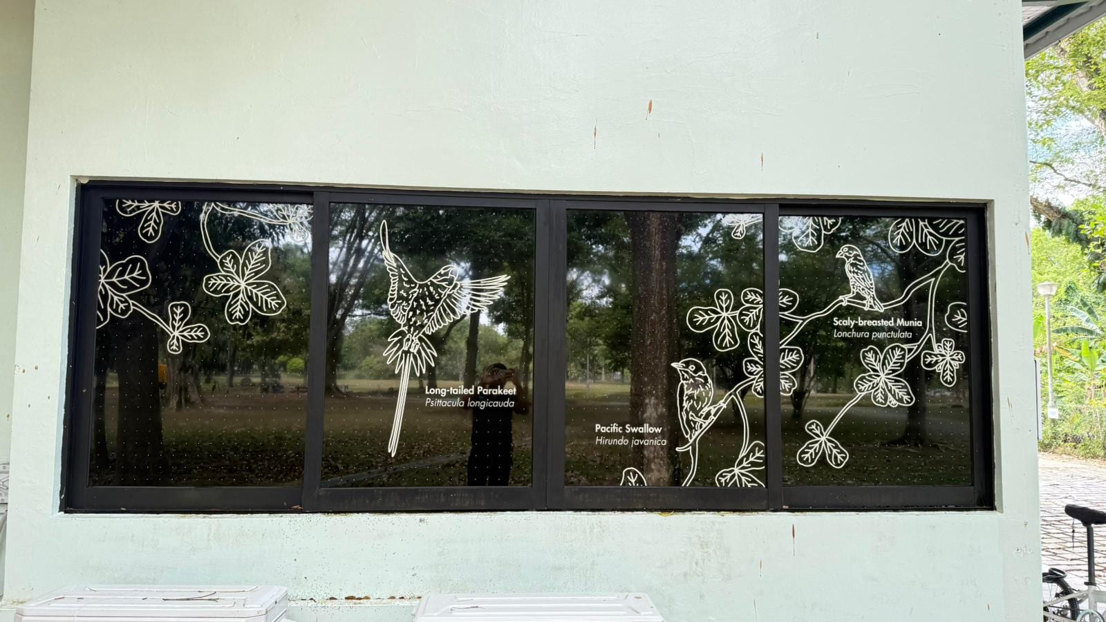 Cut-frosted flower design on windows — Frosted Film by Garrison Productions, Singapore